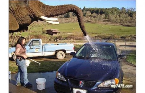 elphant-carwash-08042009